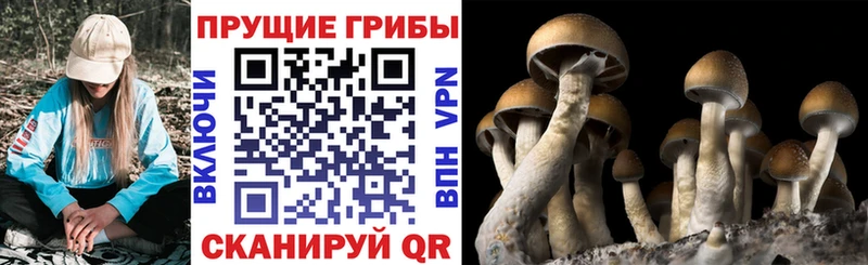Псилоцибиновые грибы Psilocybe Купить где Никольское